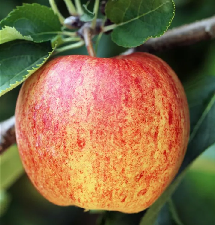 Apfel 'Ontario' spät