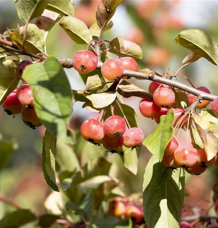 Zierapfel tschonoskii