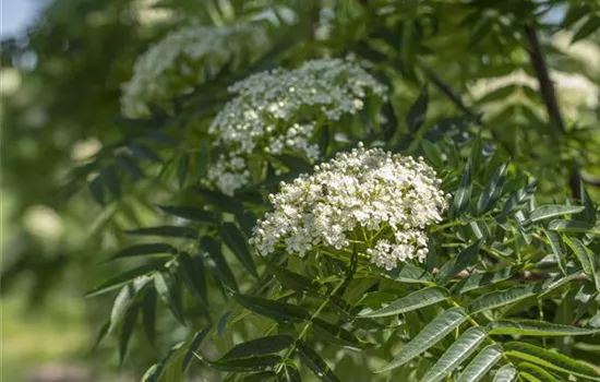 Sorbus 'Dodong'