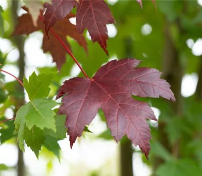 Acer platanoides 'Royal Red'