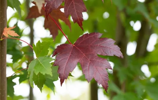 Acer platanoides 'Royal Red'