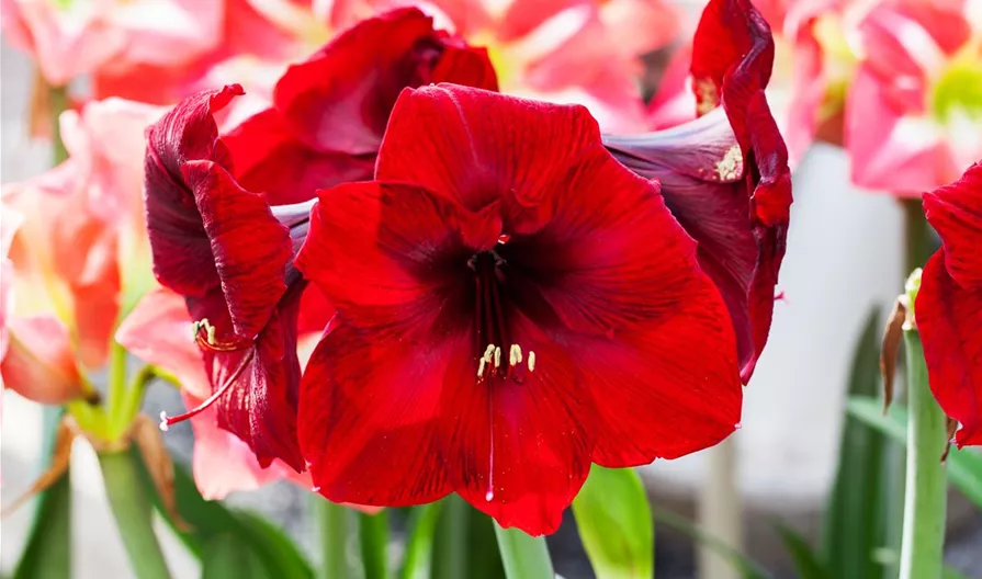 Hippeastrum 'Royal Velvet'