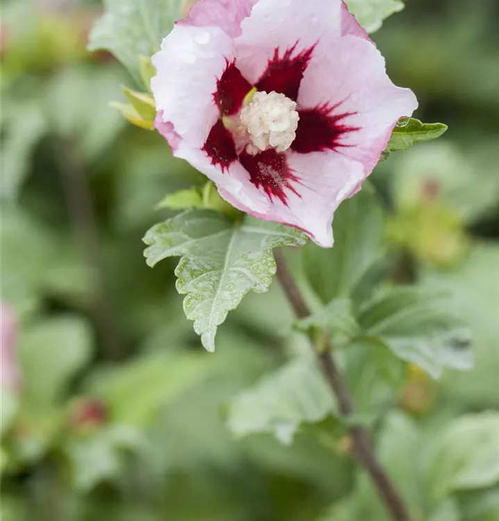 Hibiscus syriacus 'Hamabo'