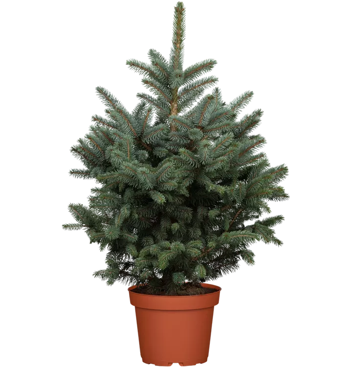 Picea pungens 'Super Blue Seedling'