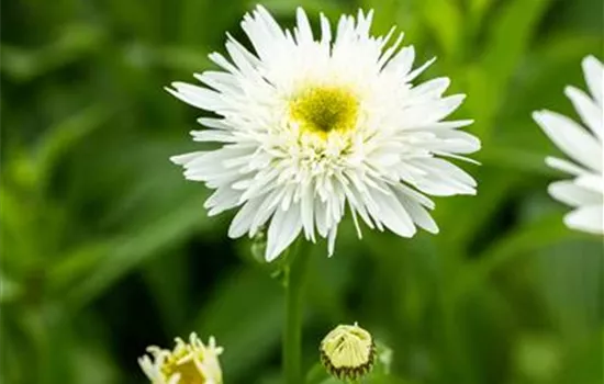 Garten-Margerite 'Wirral Supreme'