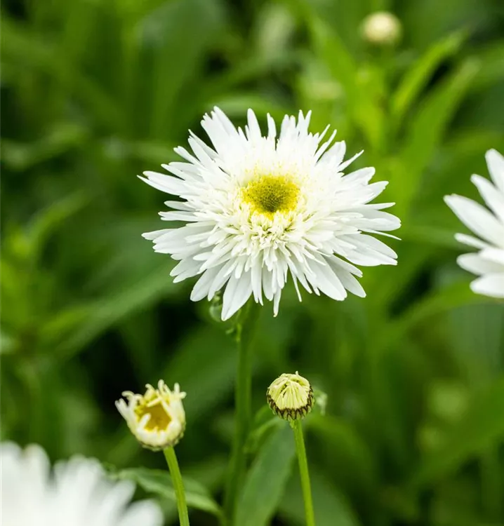 Leucanthemum x superbum 'Wirral Supreme'