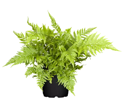 Athyrium vidalii