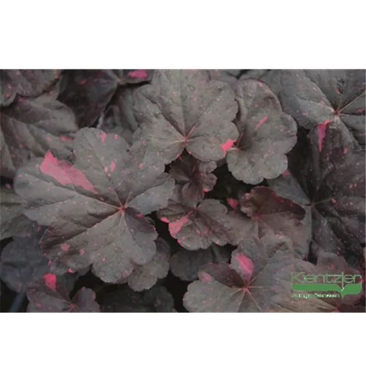 Heuchera micrantha 'Midnight Rose'®