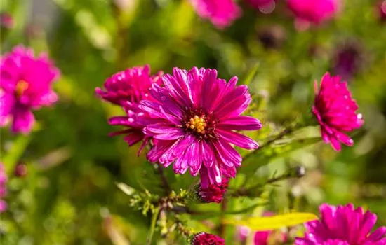 Garten-Glattblatt-Aster 'Royal Ruby'