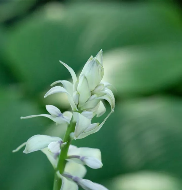 Hosta plantaginea 'Stained Glass'