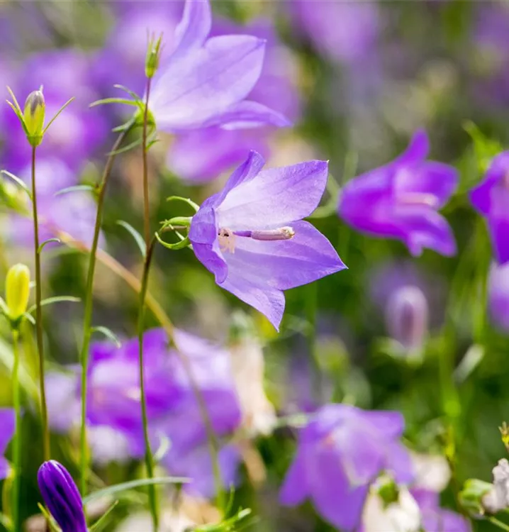 Rundblättrige Glockenblume