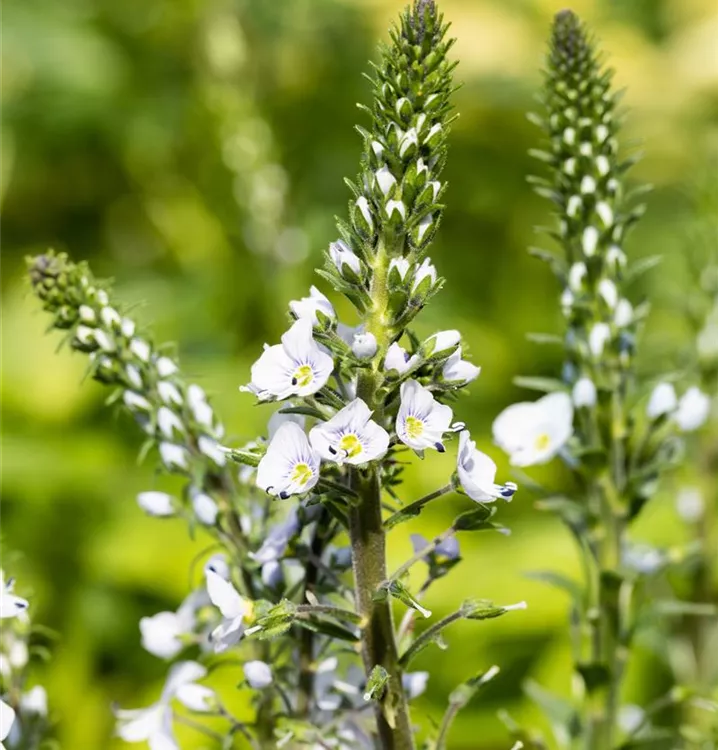 Veronica gentianoides