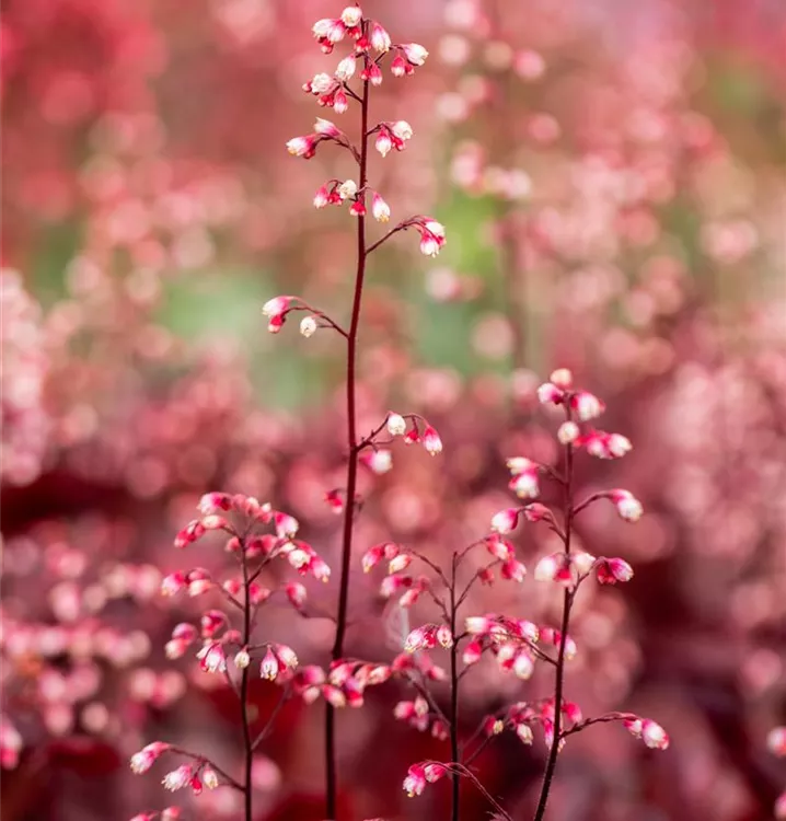 Heuchera micrantha 'Fire Chief'