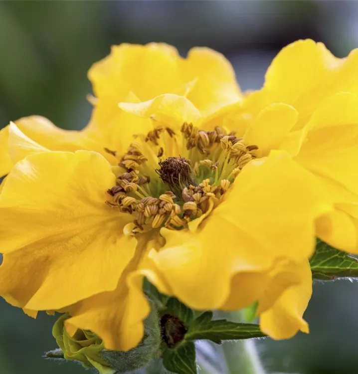 Geum chiloense, gelb