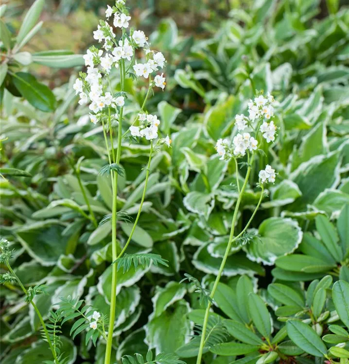 Polemonium caeruleum 'Album'