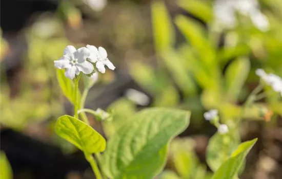 Garten-Frühlings-Gedenkemein 'Alba'