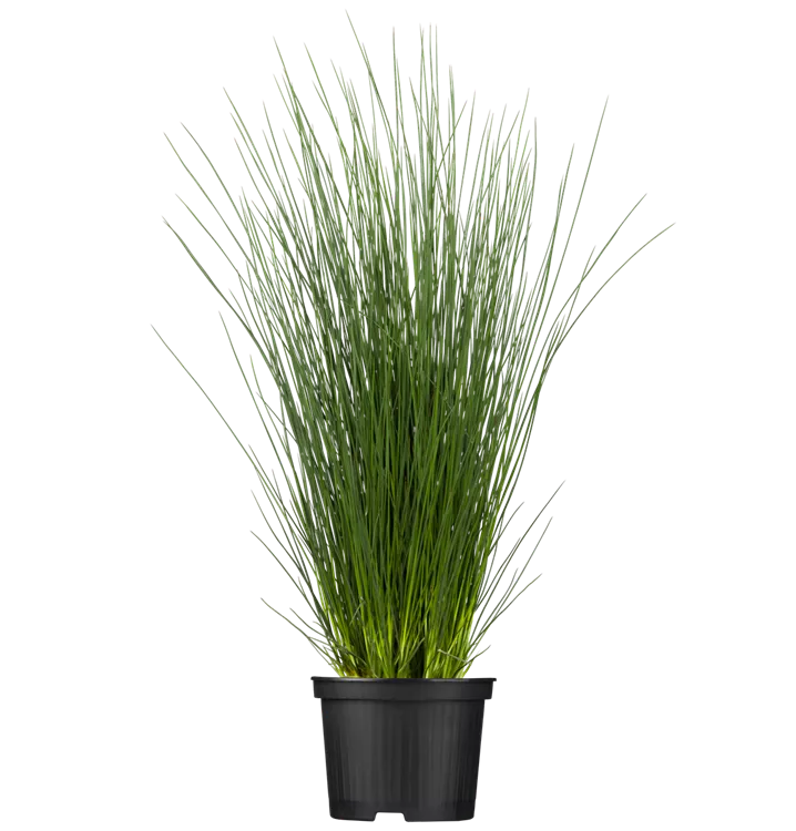 Juncus inflexus