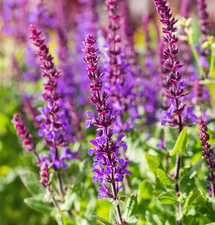 Salvia nemorosa 'Blaukönigin'