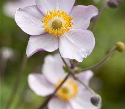 Garten-Herbst-Anemone 'Prinz Heinrich'