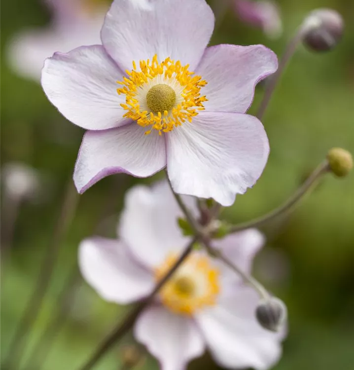 Anemone japonica 'Prinz Heinrich'