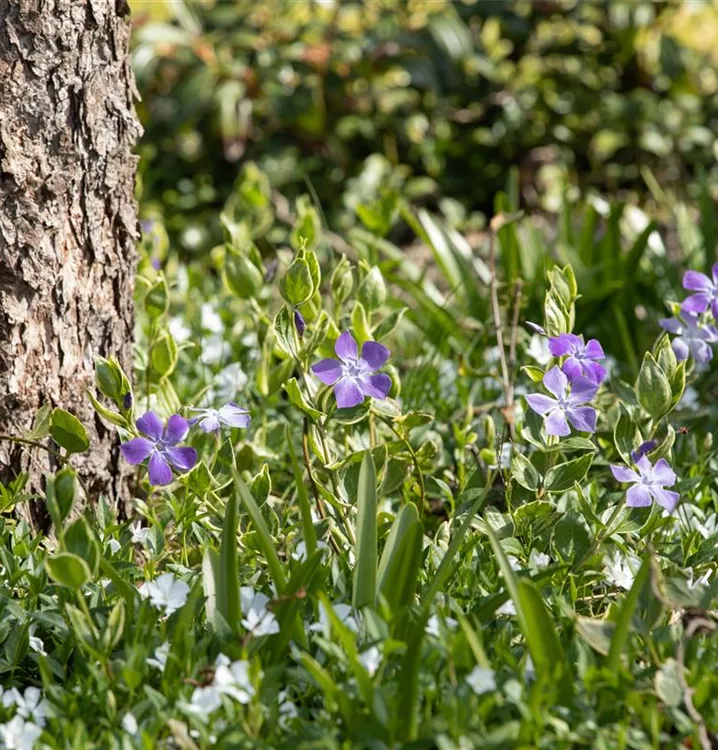 Vinca minor 'Blanca'