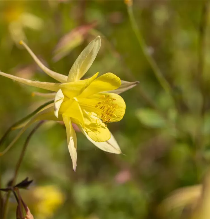 Aquilegia caerulea 'Maxistar'