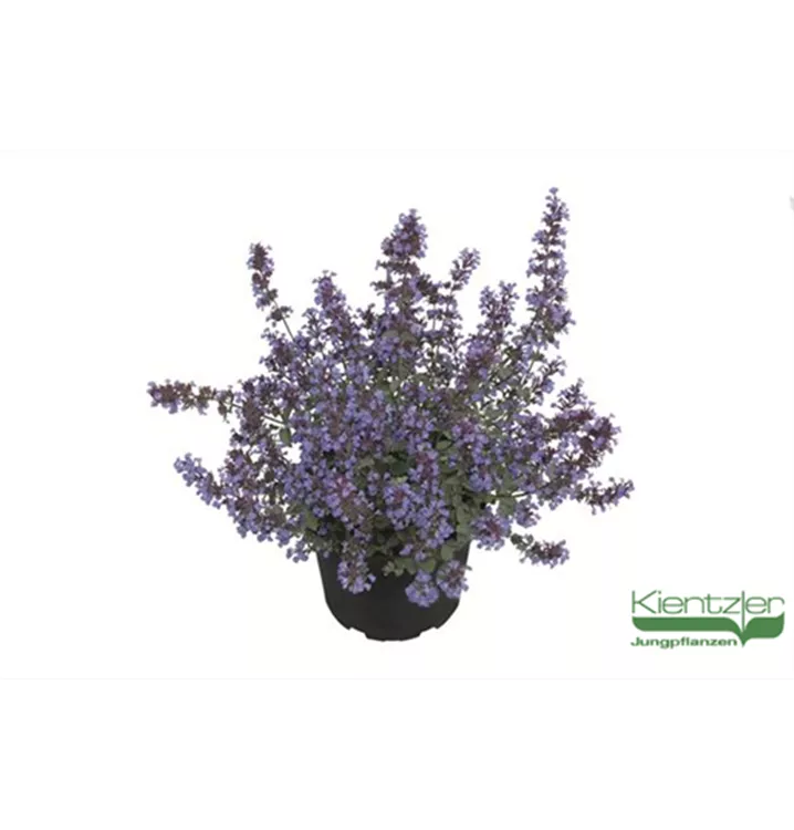 Nepeta x faassenii 'Kit Cat'