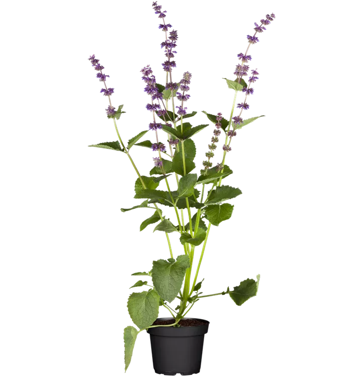 Salvia verticillata 'Endless Love'®