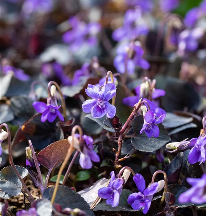 Viola labradorica