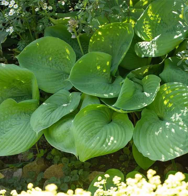 Hosta elata