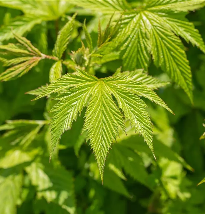 Filipendula purpurea 'Elegans'