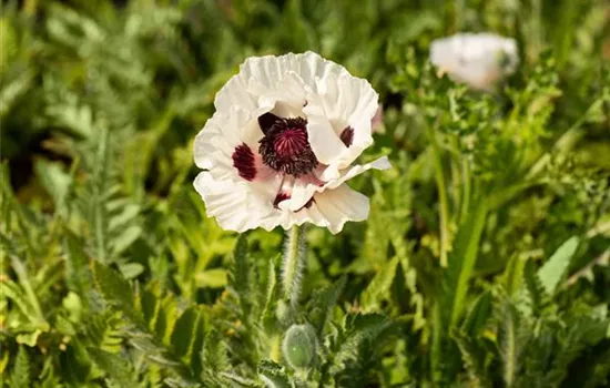 Orientalischer Mohn