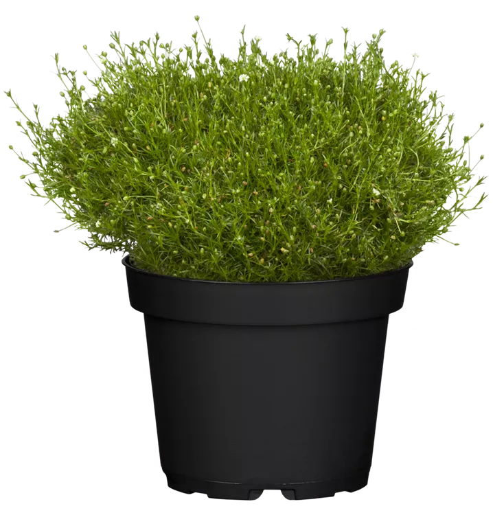 Sagina subulata 'Lime Moss'