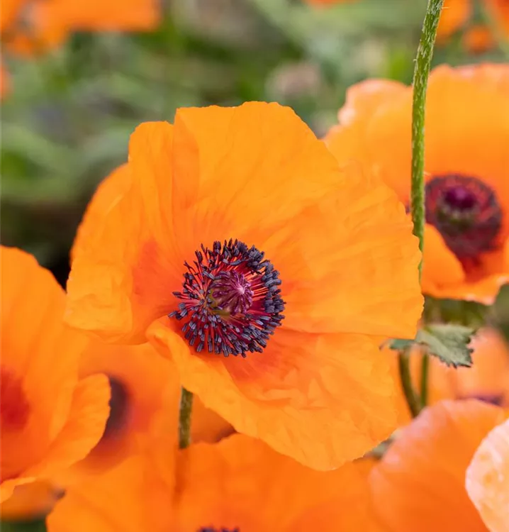 Papaver orientale 'Harvest Moon'