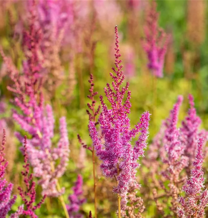 Astilbe chinensis var. taquetii 'Purpurlanze'