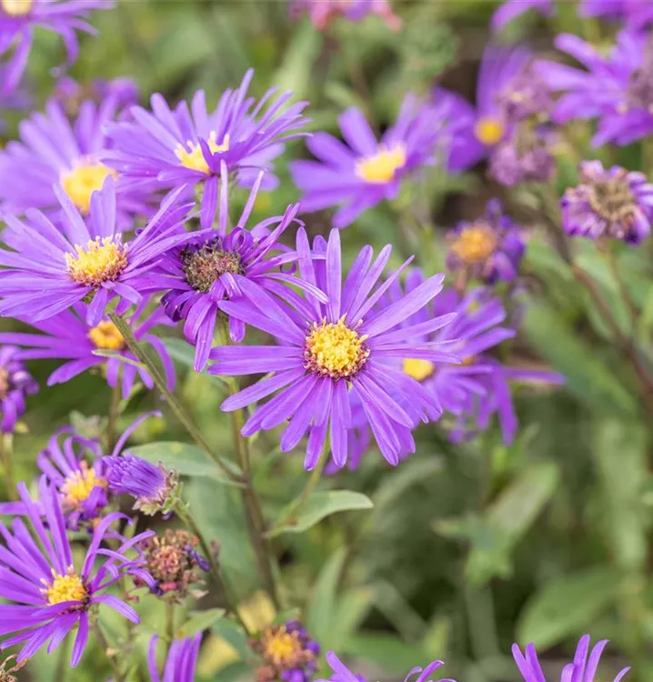 Aster amellus 'Veilchenkönigin'