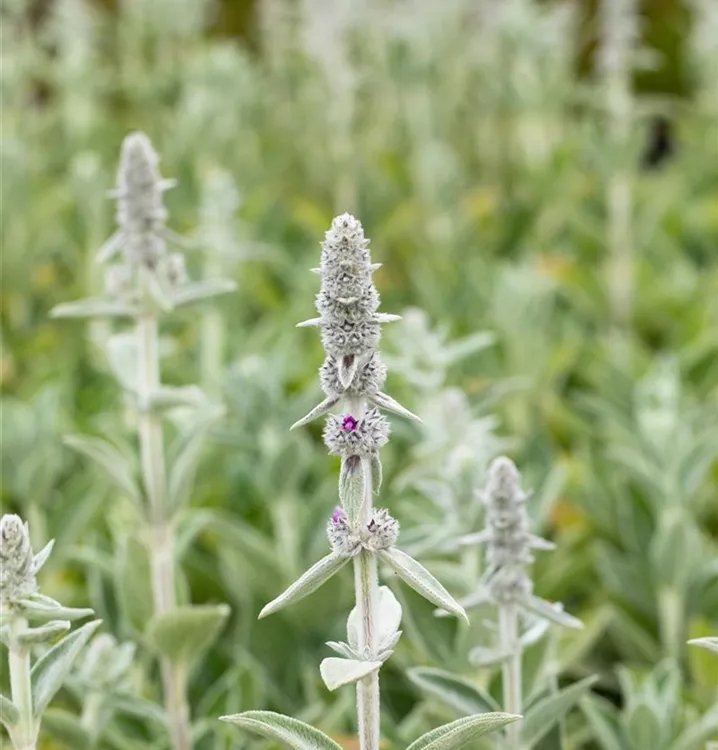 Stachys byzantina 'Silky Fleece'