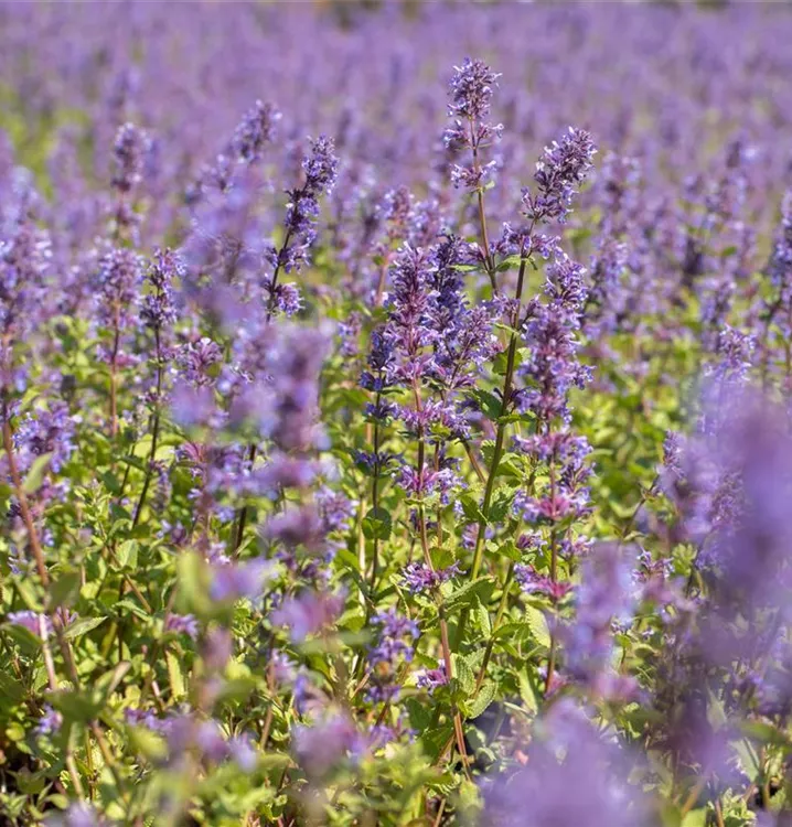 Nepeta racemosa 'Superba'