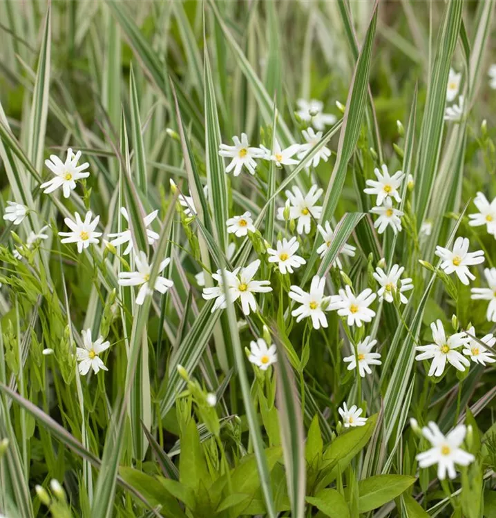 Stellaria holostea