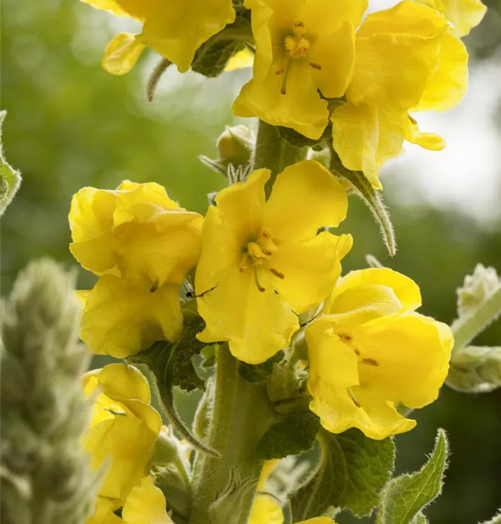 Verbascum x cult.'Southern Charm'