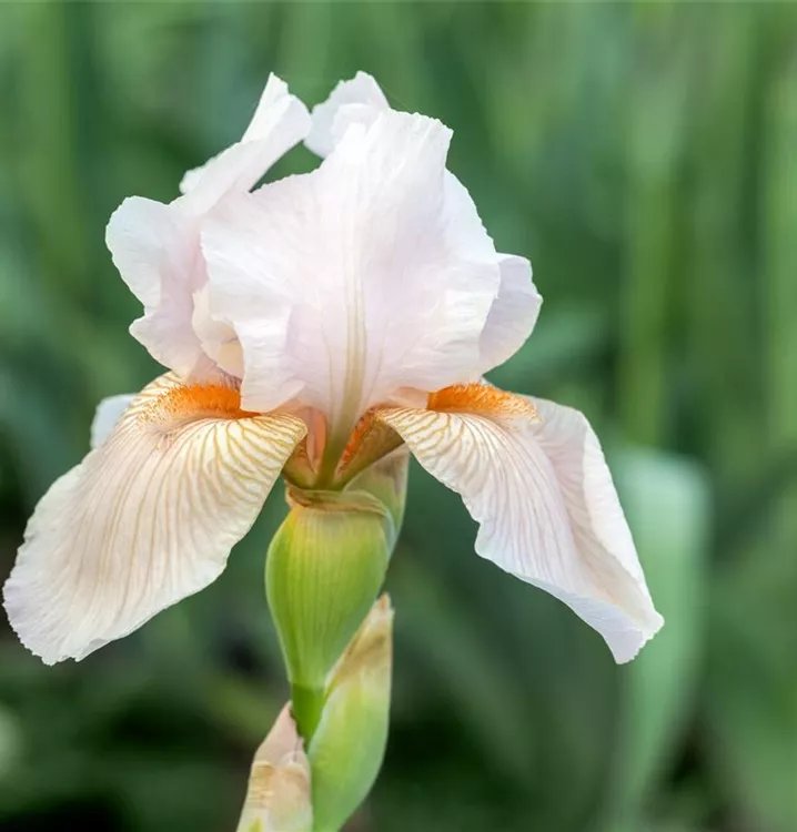 Iris x germanica 'Edith Wolford'