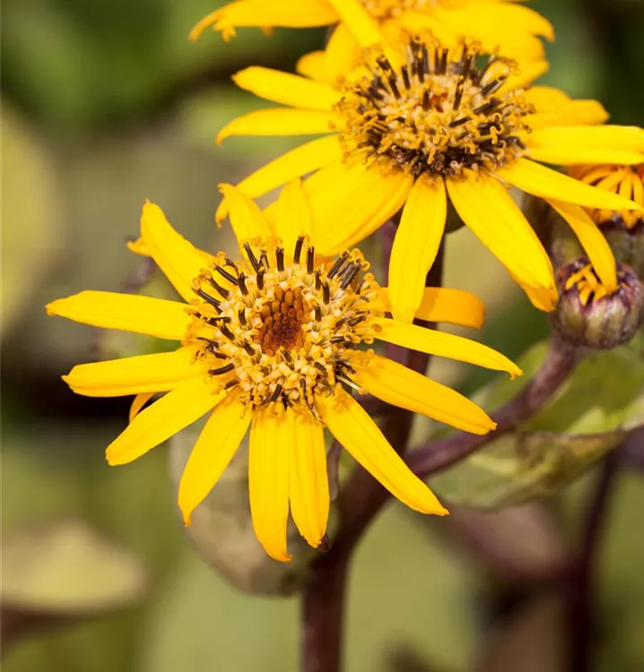 Ligularia dentata 'Osiris Café Noir'