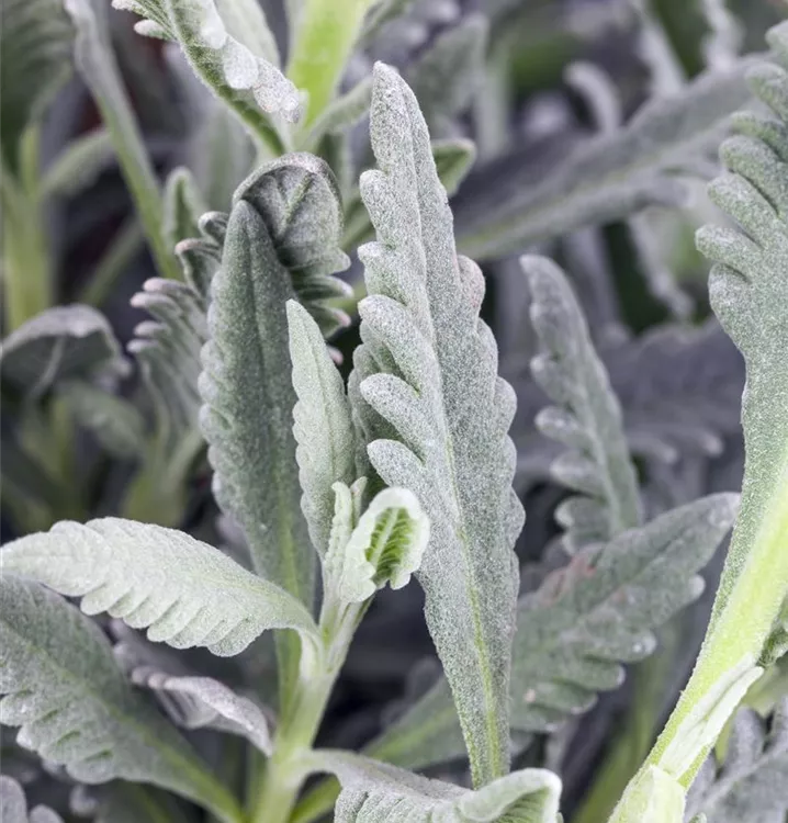 Lavandula dentata 'Richard Gray'