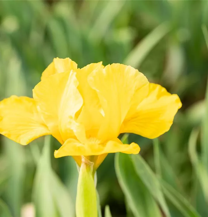 Iris barbata-nana 'Orange Caper'