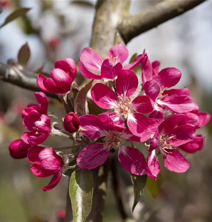 Malus 'Mokum'