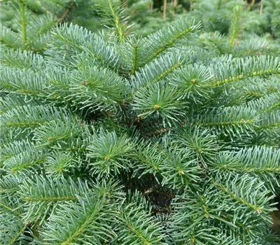 Abies koreana 'Inga'