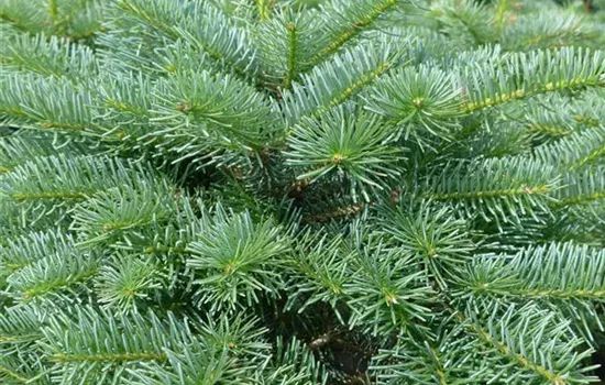 Abies koreana 'Inga'