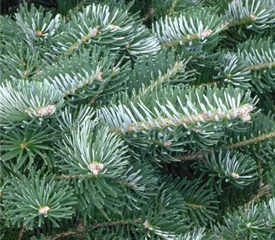 Abies koreana 'Tordis'