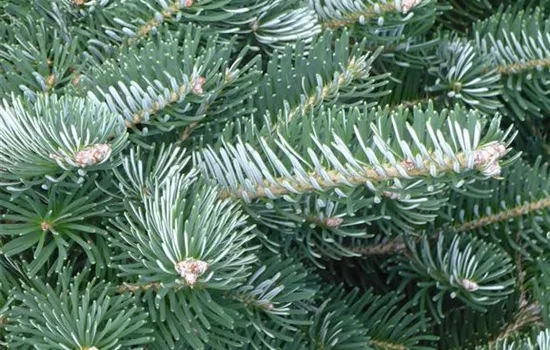 Abies koreana 'Tordis'