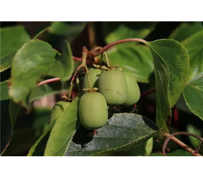 Kiwi (Actinidia arguta Geneva), Hecke am laufenden Meter